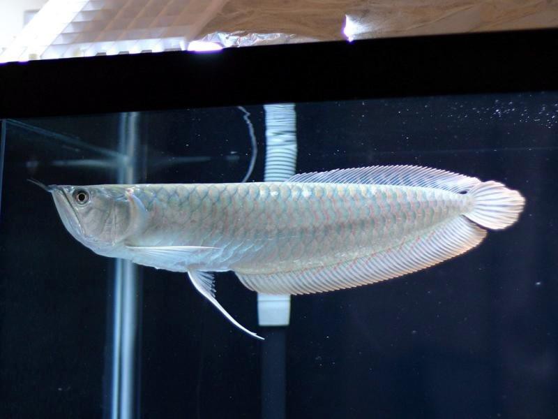 Câu chuyện kỳ lạ về cá rồng Silver-arowana-two-barbel-bony-tongue-monkey-fish-water-monkey-d