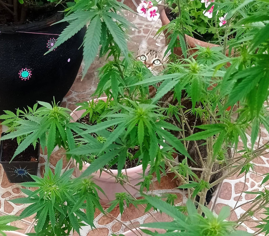 310351783_492791166072461_4136806228546511560_n