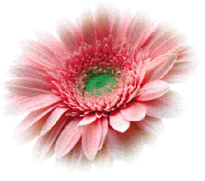 gif-fleur-255