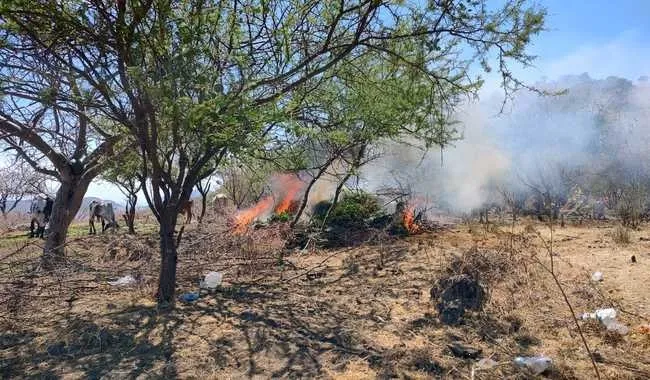 Golpe al narco en Michoacán: Guardia Nacional destruye plantío de marihuana