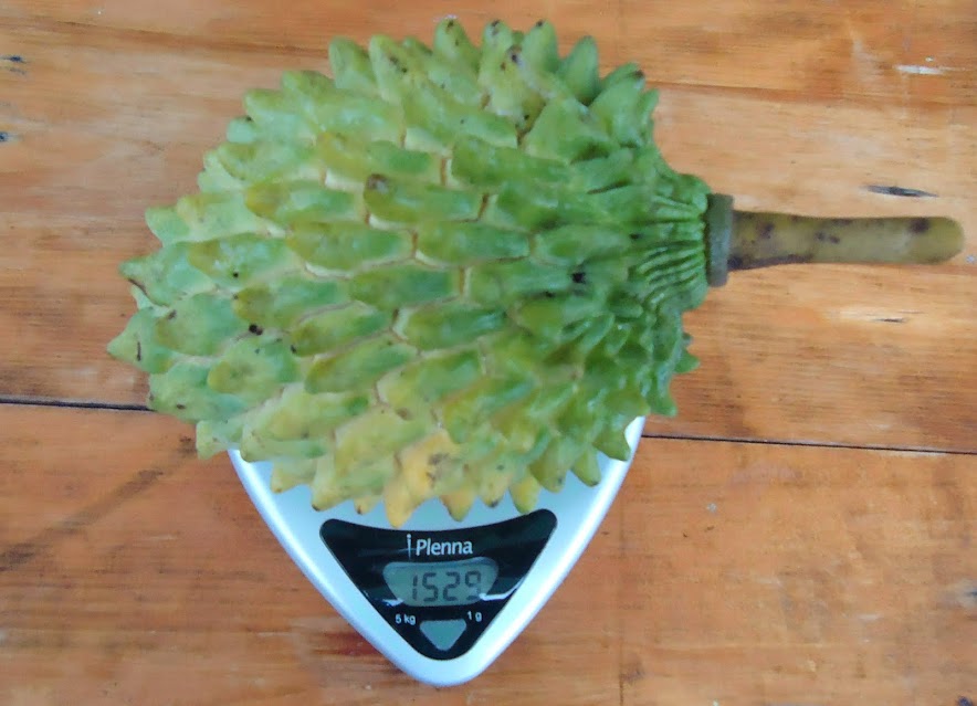Rollinia mucosa 'Humongous' DSC00692