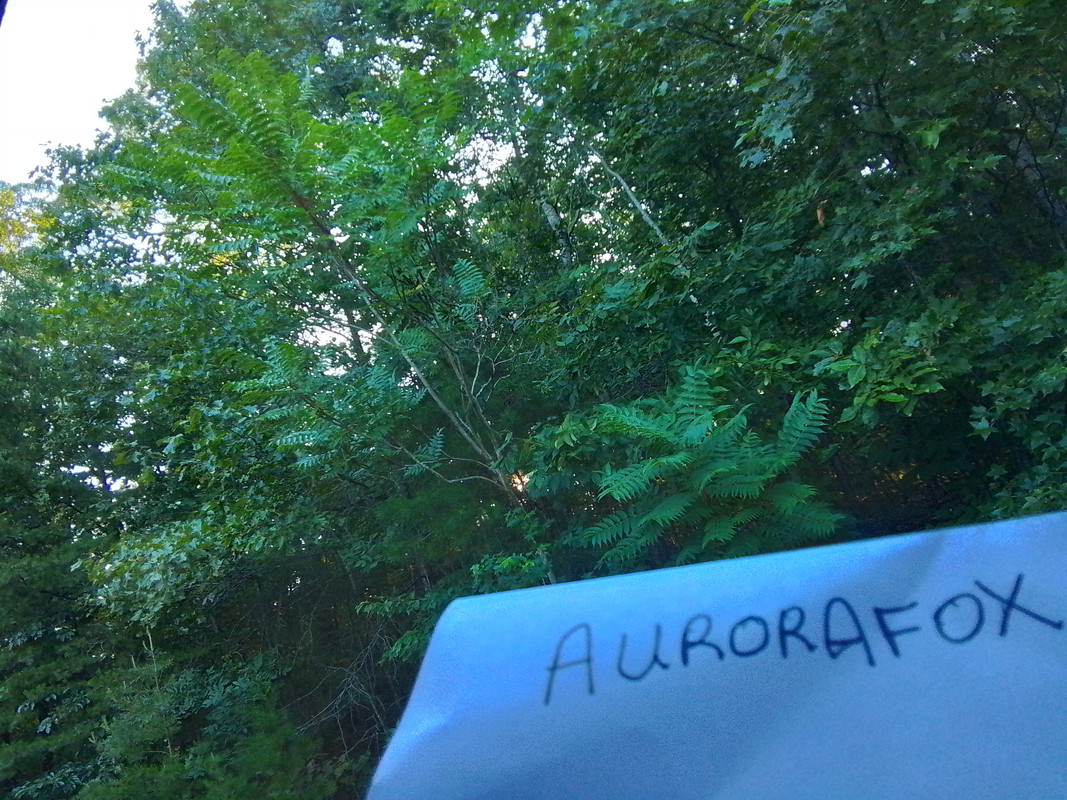 20230728-074346.jpg