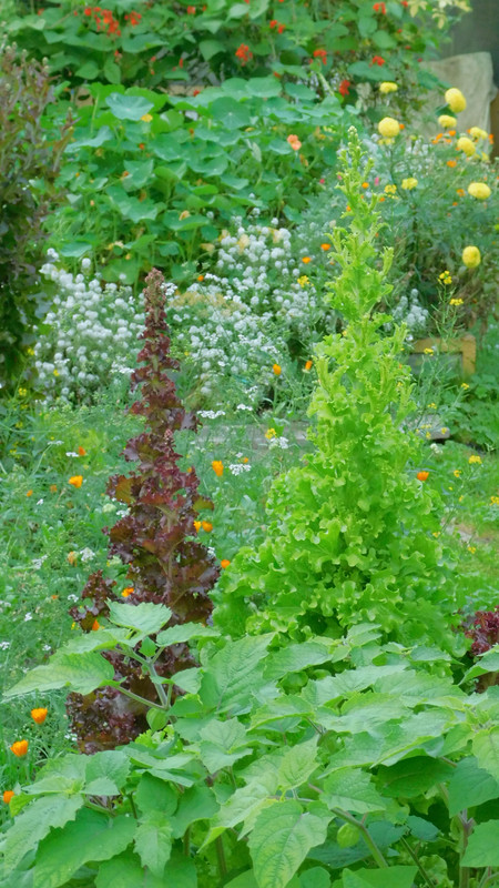 сентябрь дачно-миниатюр 2025 015