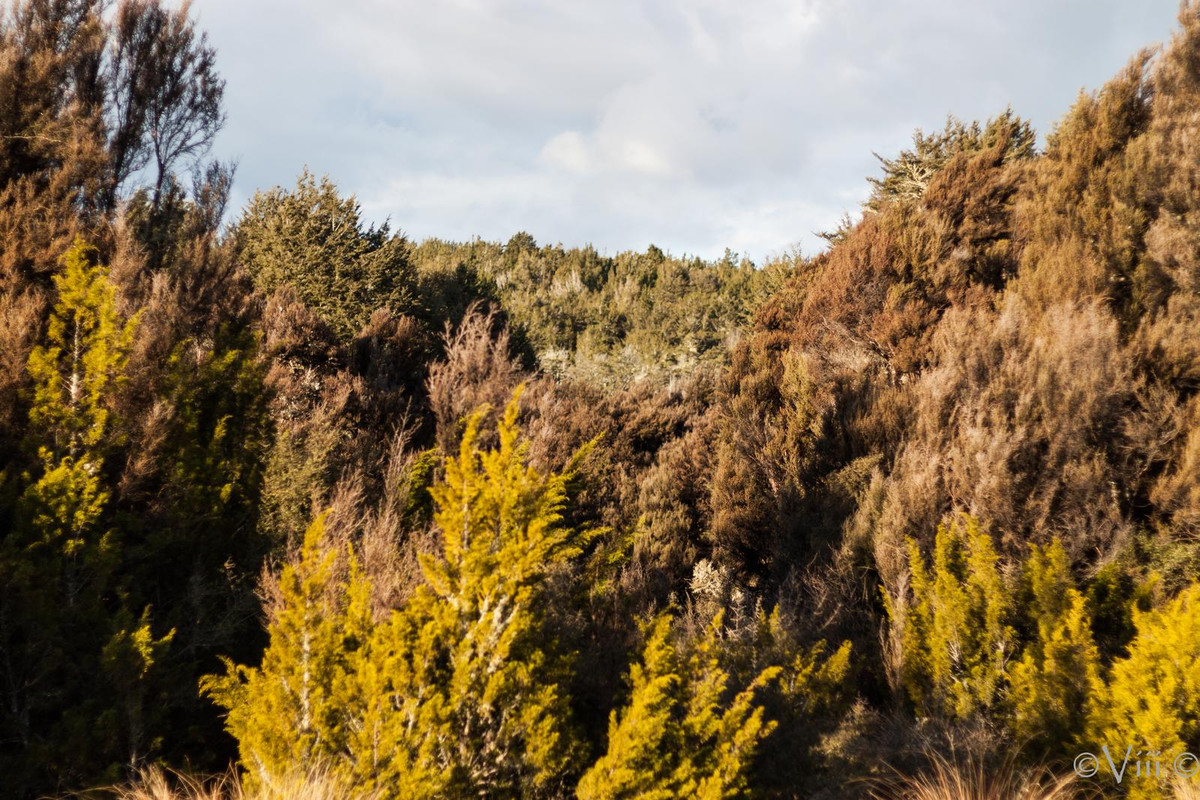 Día 13. Doubtful Sound & Fangorn. Noche en Queenstown - Nueva Zelanda/Islas Cook - Viaje de novios a la Tierra Media (9)