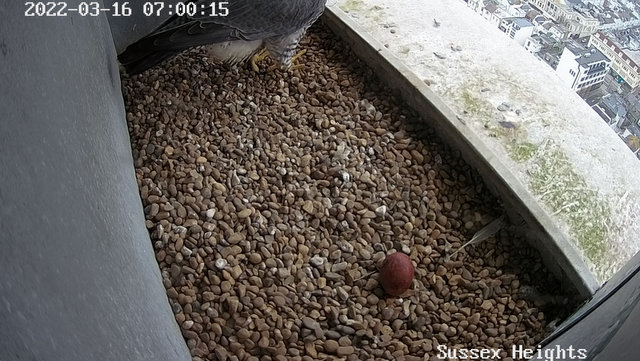 Brighton Peregrines Przechwytywanie-w-trybie-pe-noekranowym-16-03-2022-092710