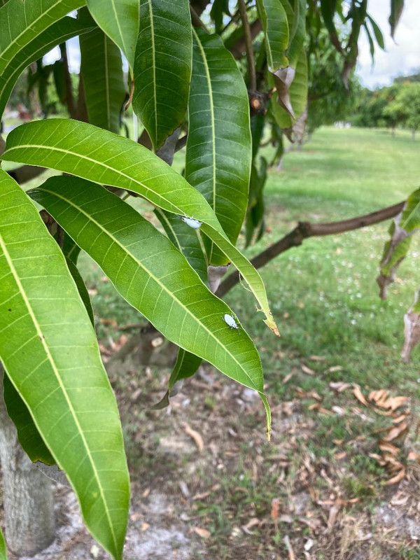 flying leaf mango leaf eating pest