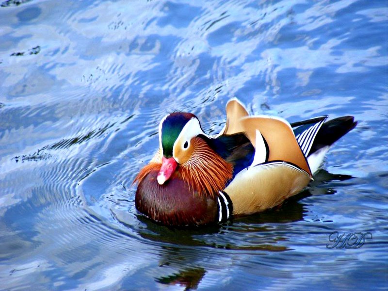 Mandarin-duck-2-HD.jpg