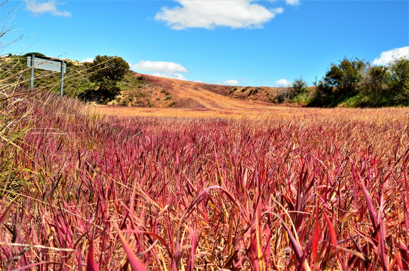 Soria y sus pueblos-2010/2013/2020 - Blogs of Spain - MAGAÑA-25-5-2013 (6)