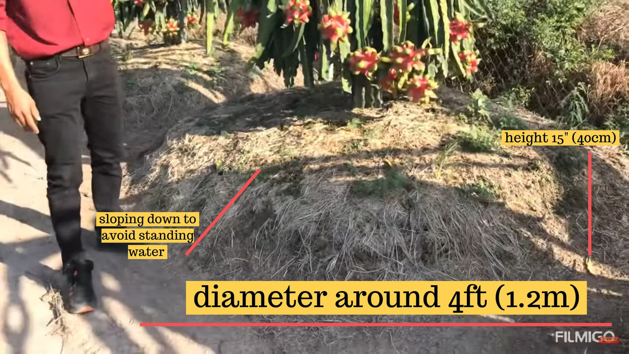 view-around-dragon-fruit-posts.jpg