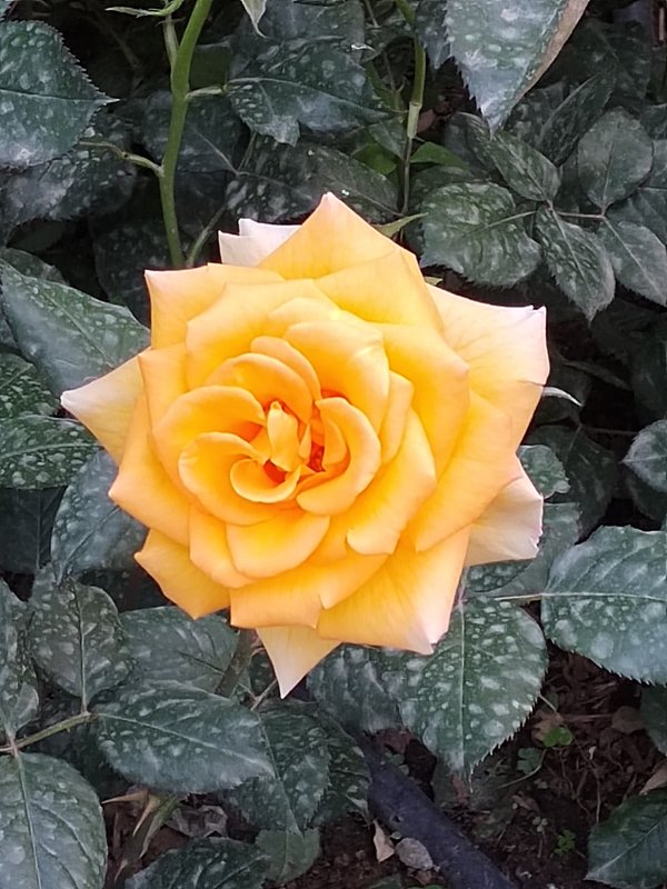 https://i.postimg.cc/NfKjnf14/195-IMG-20230416-184247.jpg