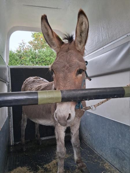 Picotin Oct 26 2025 Des Chevaux