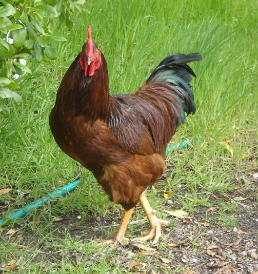 cock.jpg