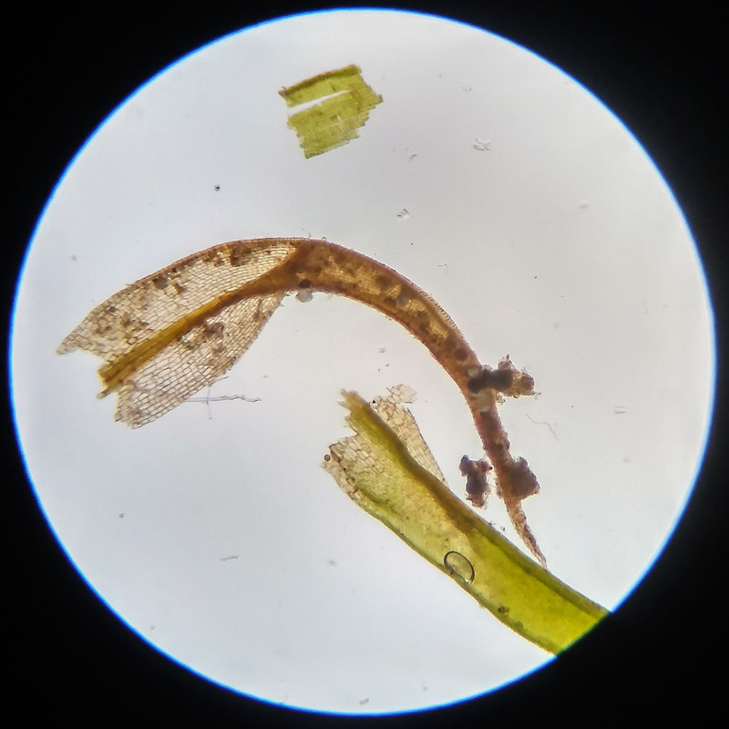 IMG 20250617 123509 HDR