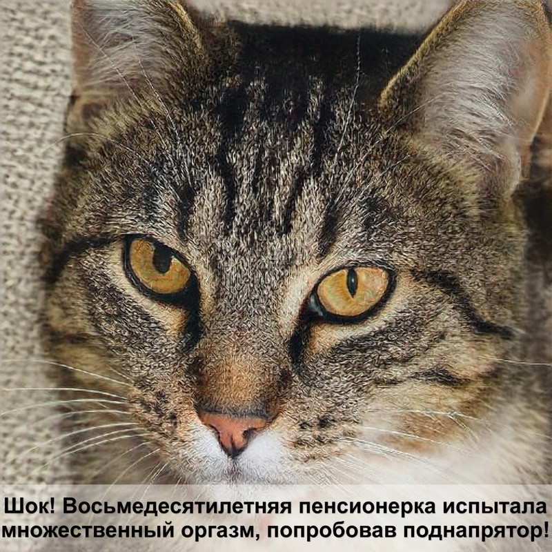 болезни лысых кошек