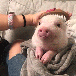pigbrush6b0820e547237c452.gif