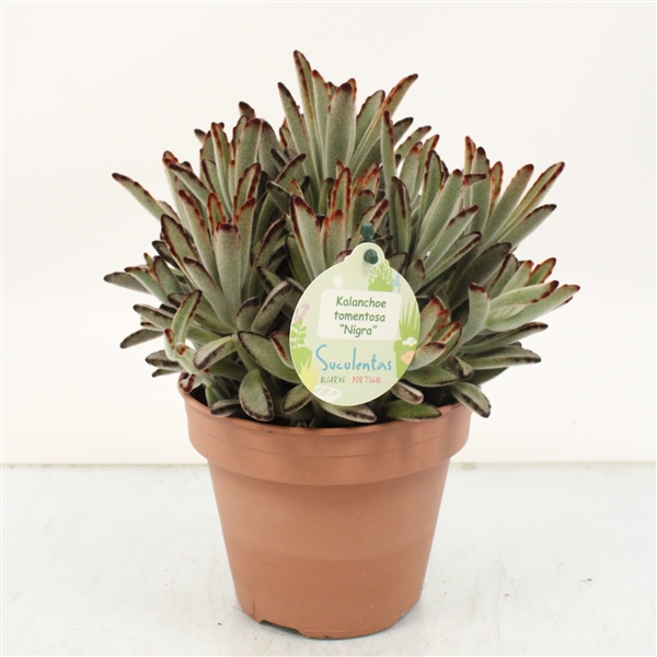 B7B96A88-BE2B-4DC4-8380-34CD712FAC23