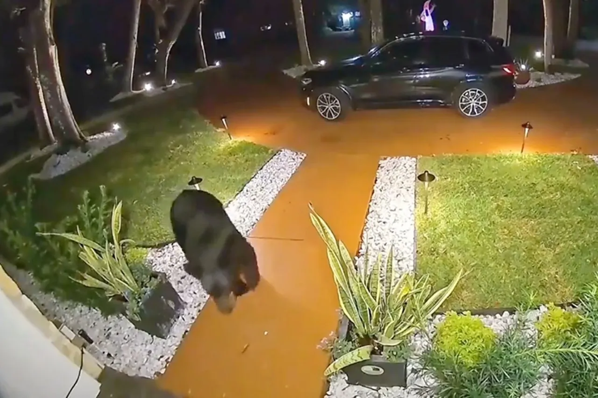 Oso se vuelve viral tras robar el paquete de tacos de una familia