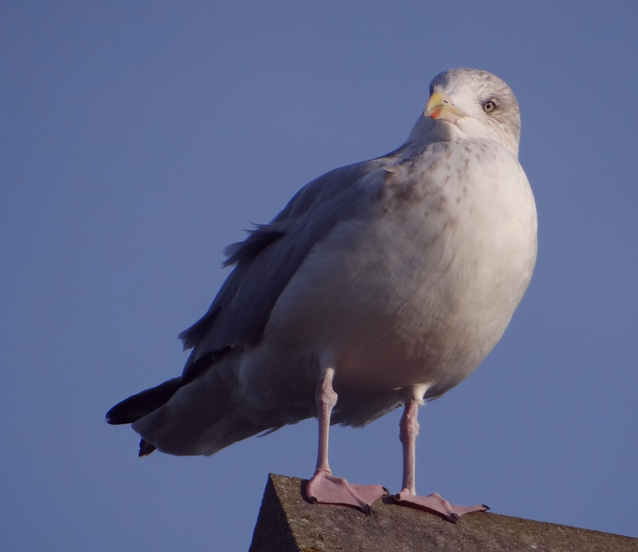 HERRING GULL 49 121124