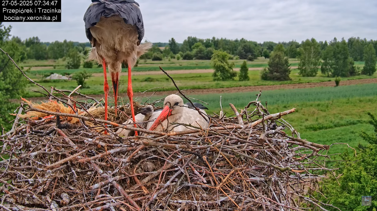 27052025bociany23