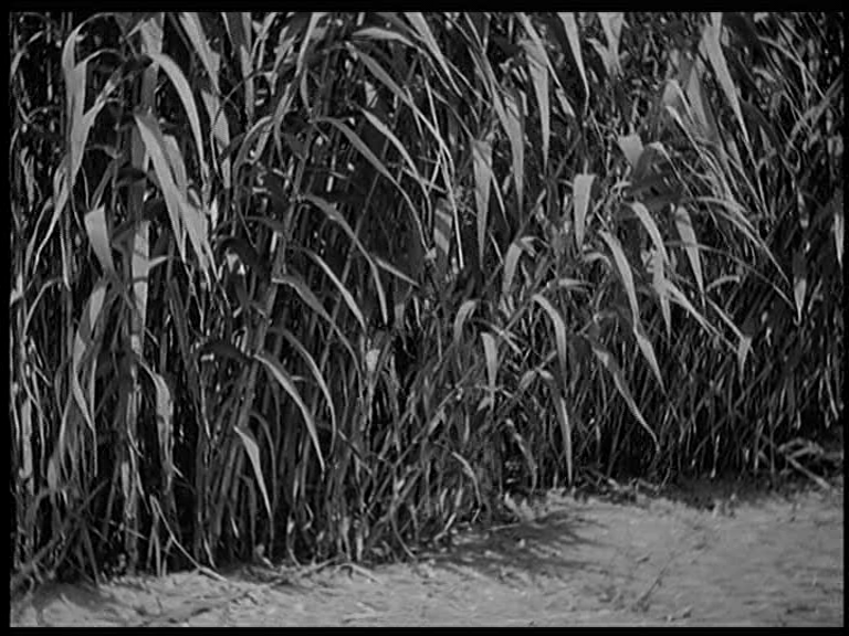 vlcsnap-2015-07-26-13h46m19s60