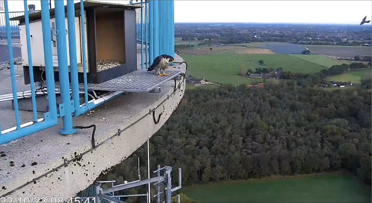 screenshots va 29 maart 2023 © VWGGemert/Vogelbescherming Nederland - Pagina 40 2023-10-22-091029