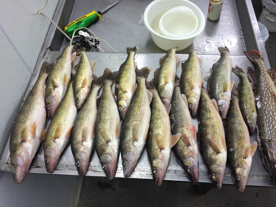 walleyes