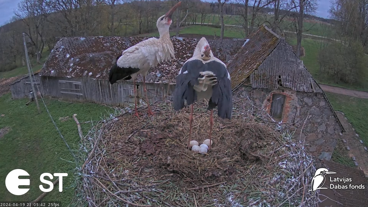 Baltie stārķi (Ciconia ciconia) Tukuma novadā - LDF tiešraide __ White storks in Tukums, Latvia 17-1