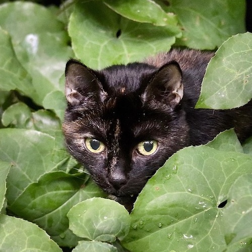Black cat partially hidden behind greenery album cover