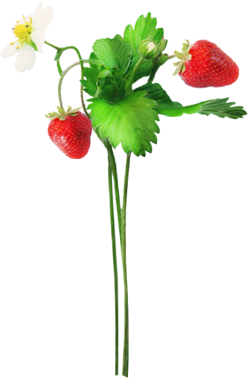 Mariposa_Kit_77
