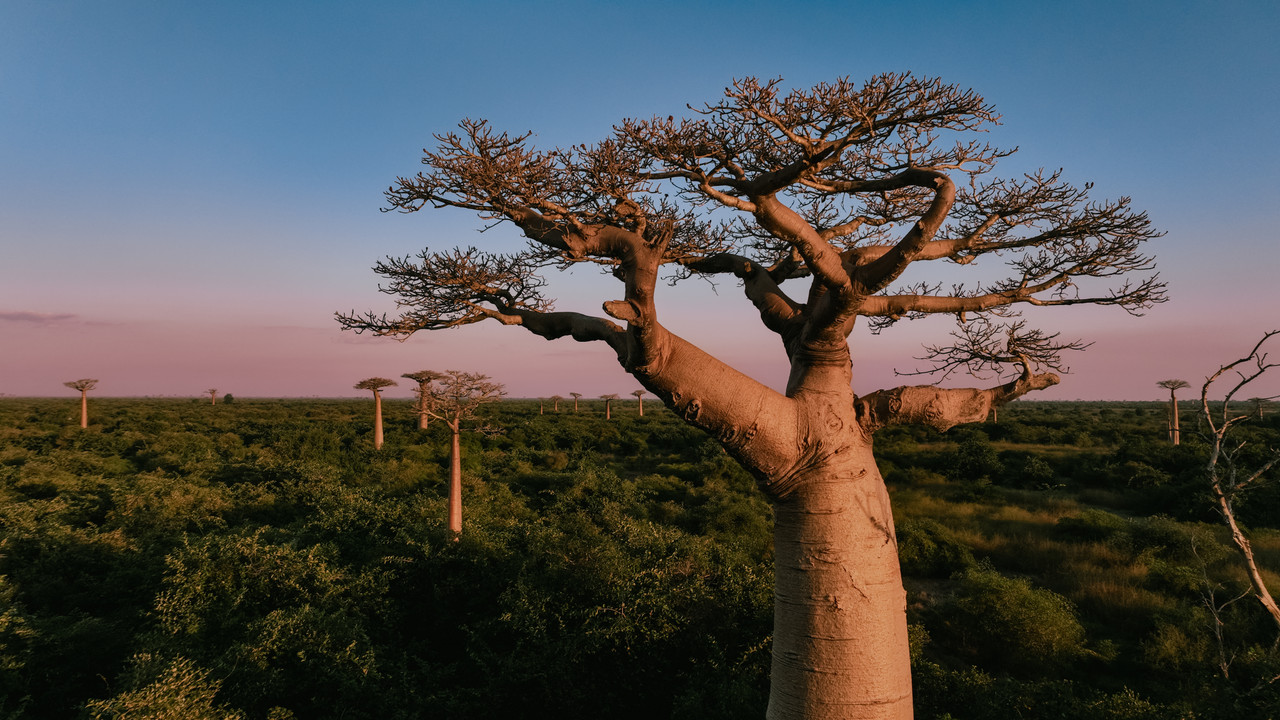 Majestic baobab trees rising over the savanna