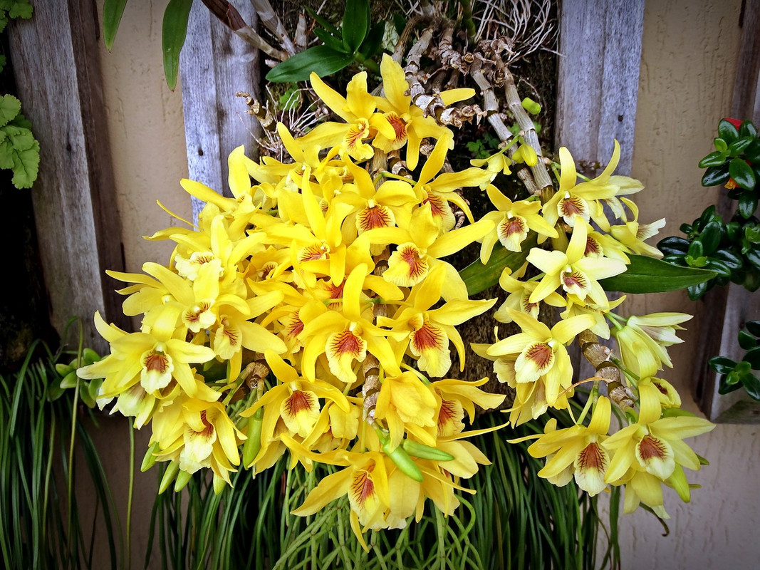 [Image: ORCHIDEE-dendrobium-hybrid-GEEL-BRUIN-HA...S-tips.jpg]