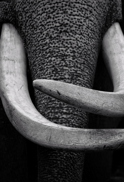 Tusker.png