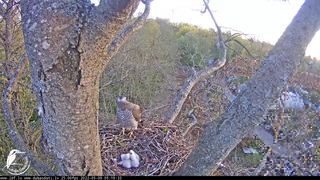Vistu vanags (Accipiter gentilis) Rīgā - LDF tiešraide __ Goshawks, Riga, Latvia 8-44-33 screenshot