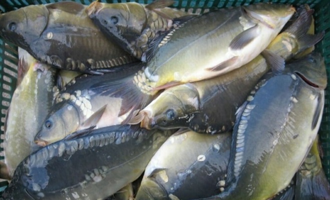 fisherklin.com   