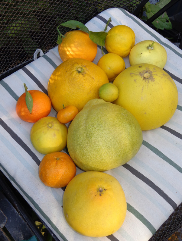 My Citrus Varieties (12-4-20)2