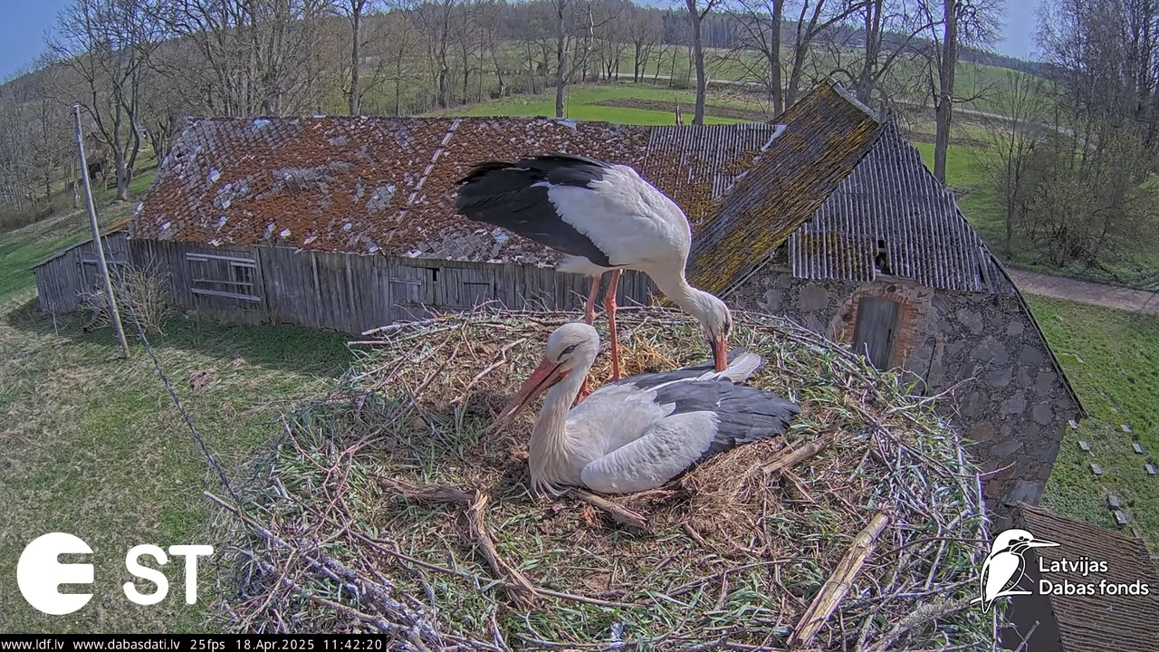 (22) Baltie stārķi (Ciconia ciconia) Tukuma novadā __ White storks in Tukums, Latvia - YouTube - 777