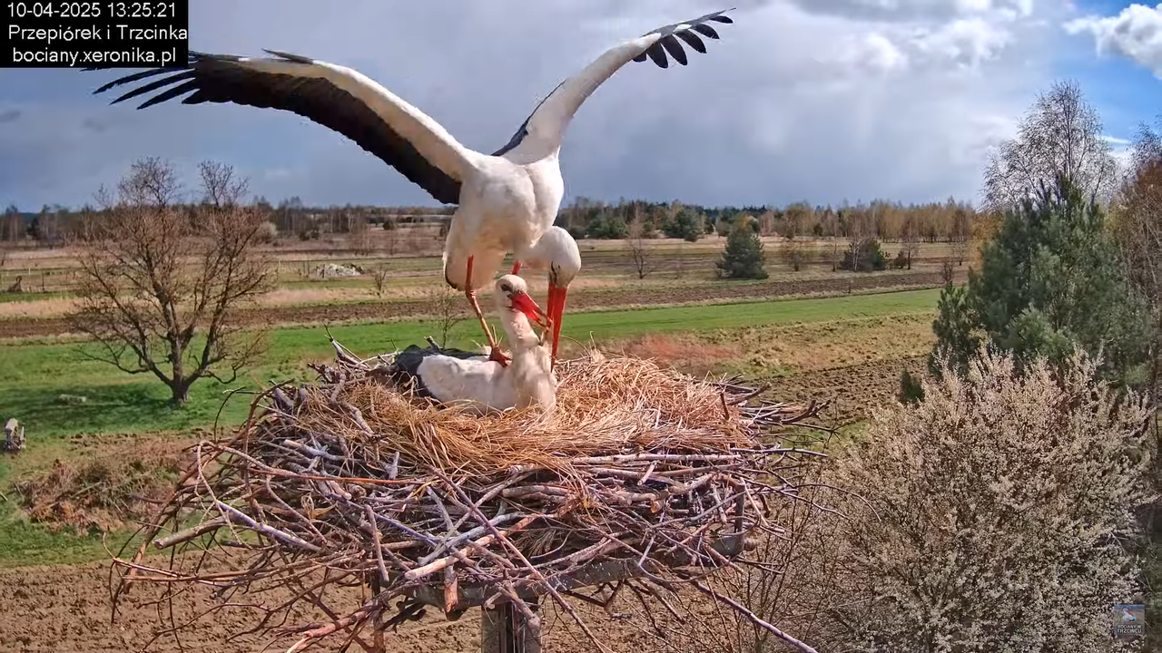 10042025bociany (46)