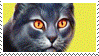 warrior cats