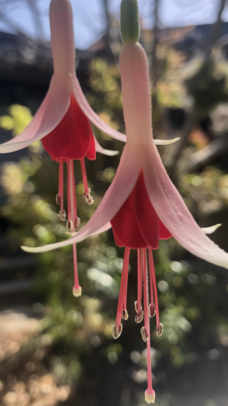 E3A9FADF-5F72-445E-A17C-A74866C5E83B