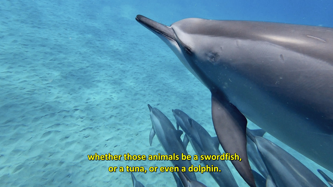 When Sharks Attack  S08E01 Disney  1080p WEB DDP x264-NM21vi.mkv_snapshot_21.33.292