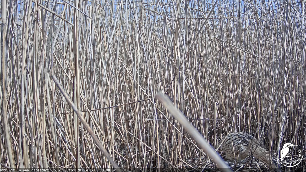 Lielais dumpis (Botaurus stellaris) Engurē - LDF tiešraide 6-53-18 screenshot