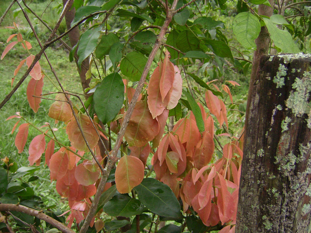 Guamirim - Folhas (2)