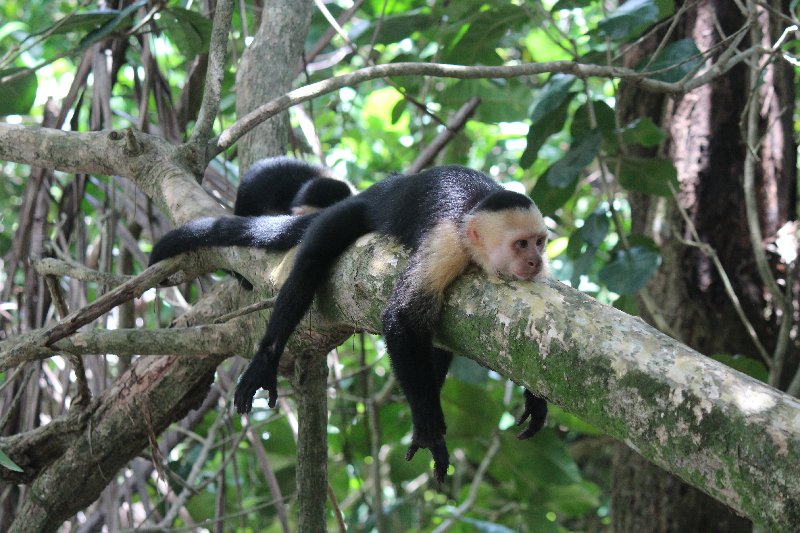 DE TORTUGAS Y PEREZOSOS. COSTA RICA 2019 - Blogs de Costa Rica - DIA 14: PARQUE DE MANUEL ANTONIO (25)