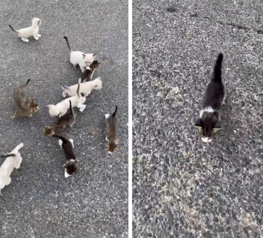 Joven termina con 13 gatos callejeros porque si adoptas a uno adoptas a todos