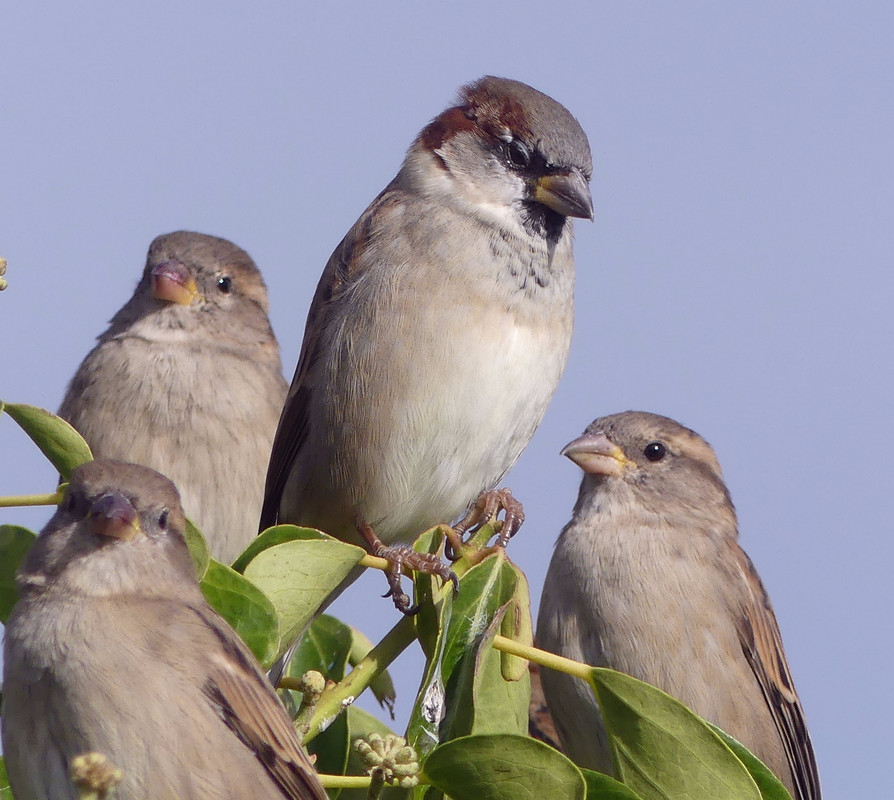 SPARROW 10 160924
