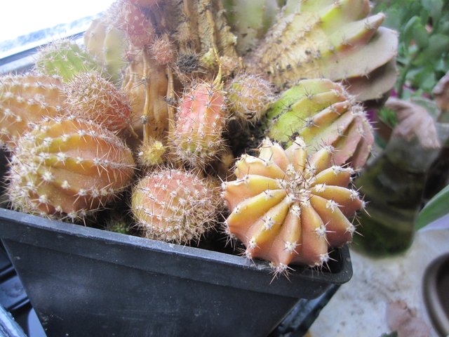 опунция кактус цереус. кактус версиерд. маммиллярия гимнокалициум. милые кактусы. эхинокактус грузони техасский.