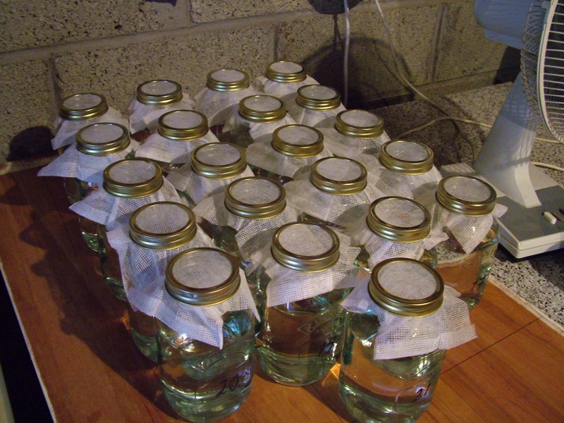 Th Jars1