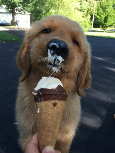 Dog-Puppy-Cone16f2af26ed25aa8ae30b053.jpg