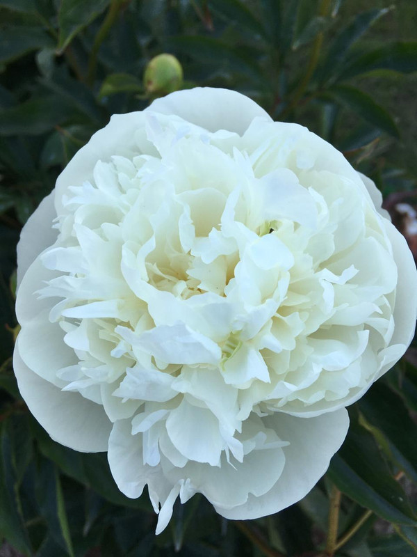 0FBF00A5-5200-4311-BD47-16DE21C56678