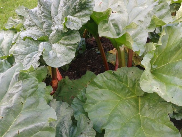rhubarb3.jpg